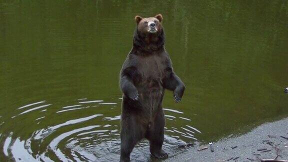 黑熊在河边用后腿站立