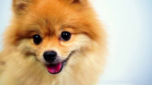 棕色博美犬可爱的宠物近距离圆形动物滑稽的脸在白色的背景