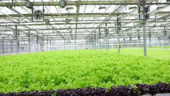 带有生菜绿叶的温室种植园工业化农业在大型温室建筑内种植的一排排植物生态农业业务培养和选拔