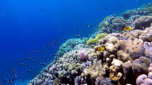 马萨阿拉姆岛上的珊瑚礁
