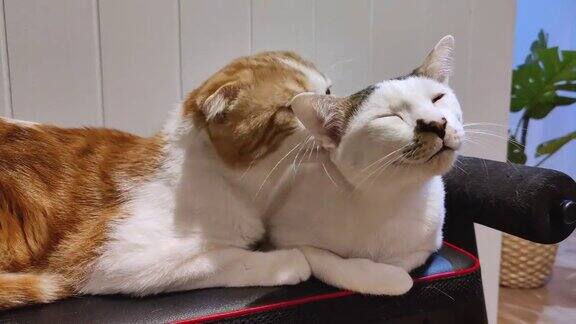 猫互相舔