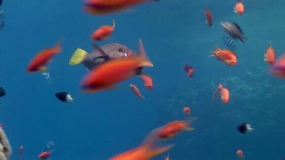 一群珊瑚鱼在蓝色背景的海洋水下寻找食物