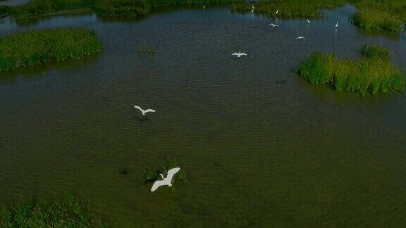 从空中飞过湖面上的鸟