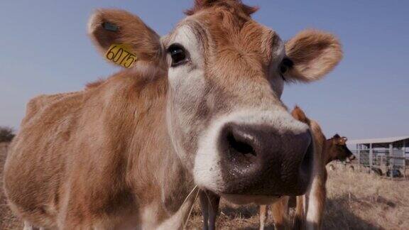 近距离观看泽西奶牛直视前方把鼻子向上的相机