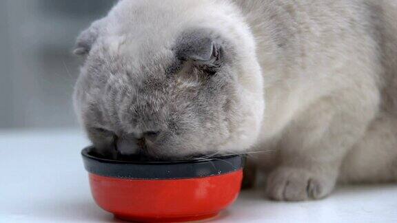 苏格兰折叠吃碗享受猫食营养均衡维生素
