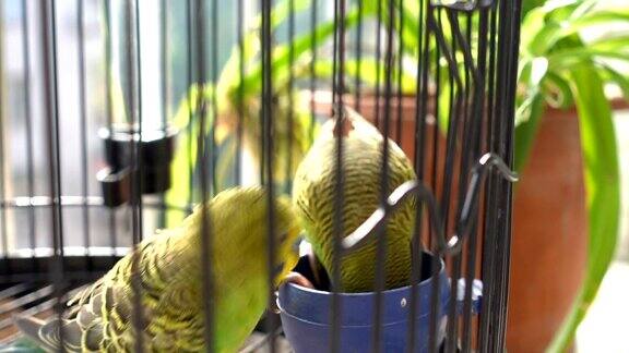 虎皮鹦鹉在鸟笼里吃东西