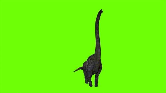 绿色屏幕上的恐龙Braquiossauro动画现实的呈现