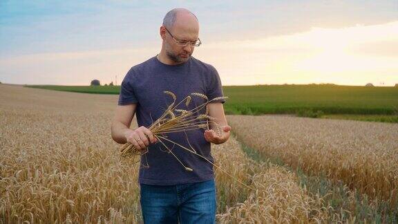 农民在成熟的麦田里检查作物拿着大麦小穗的人像