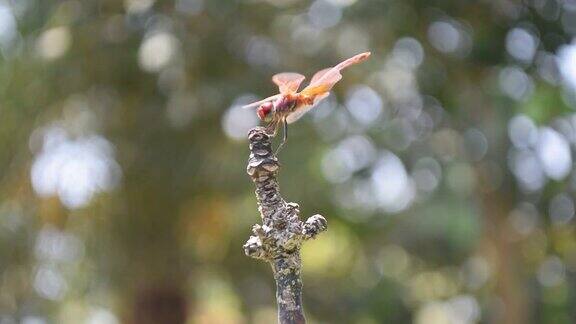 红蜻蜓在树枝上休息