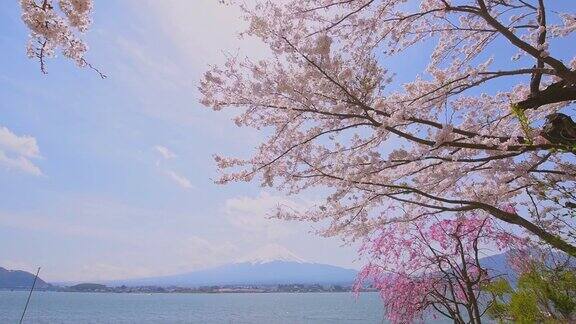 日本川口湖和富士山通过盛开的樱花树