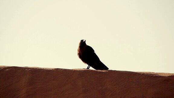 站在沙丘脊上的乌鸦飞走了留下了一道沙痕