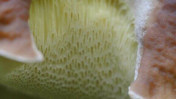 爱沙尼亚夏季蘑菇的白色鳃