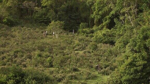 一架无人机拍摄到巴西农田里的一群农场工人