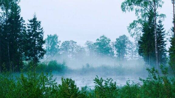 雾从森林池塘升起的时间流逝