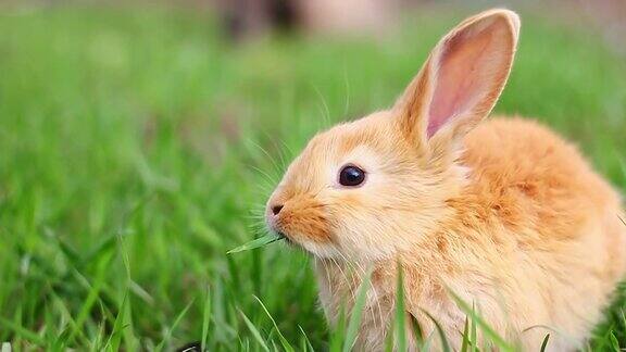 在一个阳光明媚的春天一只年轻的毛茸茸的姜黄色小兔子坐在绿色的草地上吃着它