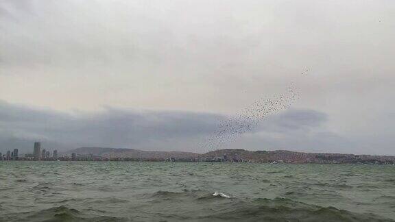 鸟在天空