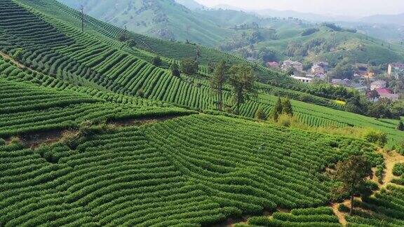 中国山上的绿茶树