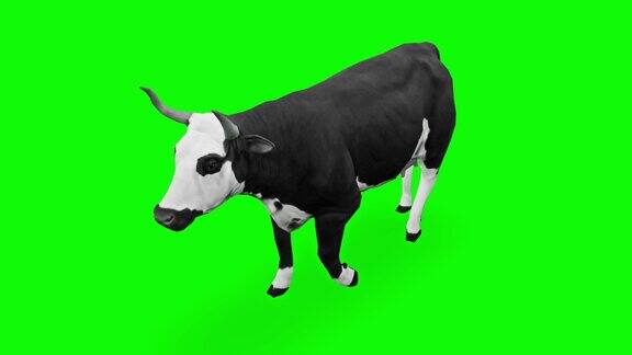 绿色屏幕上行走的奶牛动物野生动物游戏回到学校3d动画短视频电影卡通有机色度键角色动画设计元素主题设置循环