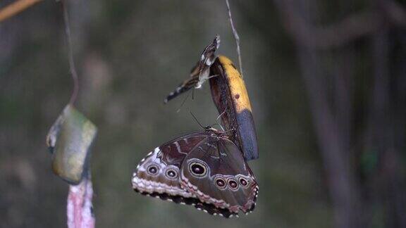 猫头鹰蝴蝶在自然环境中进食