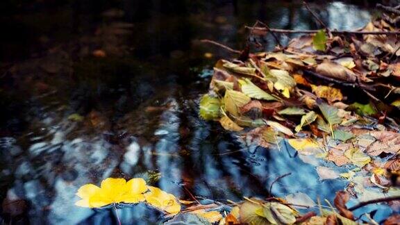 落叶漂浮在河里