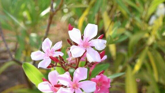 盛开的夹竹桃灌木粉红色的花朵在早晨的阳光下随风摇摆