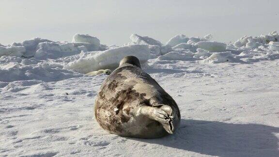 可爱的新生海豹妈妈在冰原上