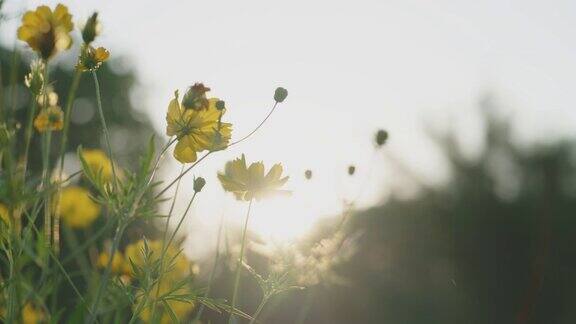 黄色的宇宙花和太阳在一个农业花园