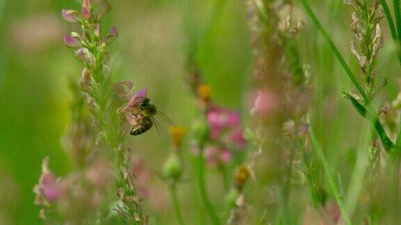 从野花中采集花蜜的蜜蜂