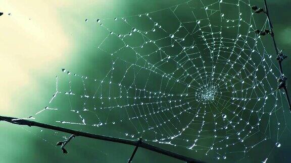 露珠在蜘蛛网