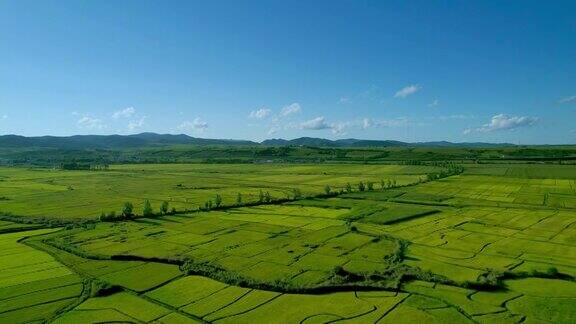 鸟瞰水稻谷物种植区