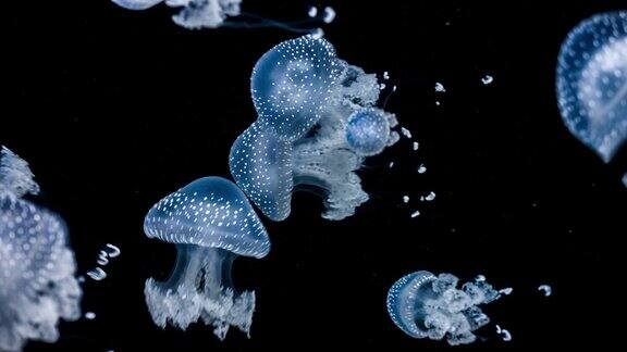 海底游动的水母特写