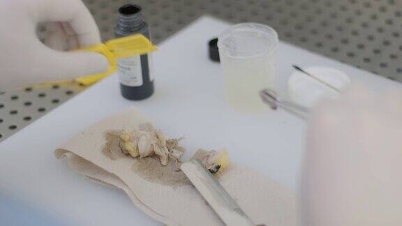 实验室助理进行组织切片检查用于病理诊断的旋转切片机的切片制成组织学显微镜载玻片给组织样本打蜡
