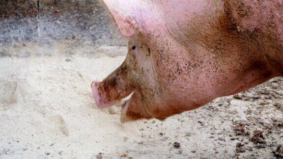 漂亮的大猪在吃东西看着镜头