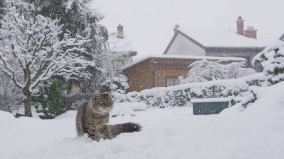 拷贝空间:可爱的棕色家猫在暴风雪中环顾后院