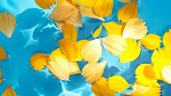 美丽的花瓣漂浮在清澈的水中