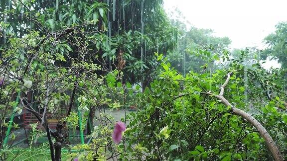热带雨滴落在树上