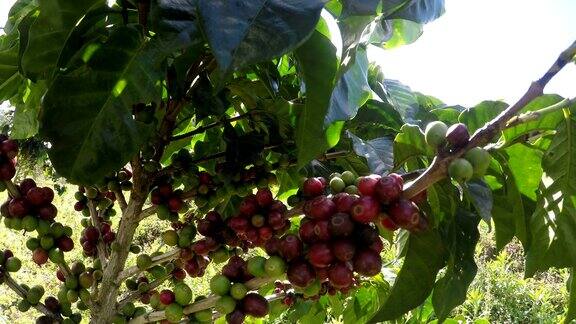 摄影:新鲜的咖啡豆在树上