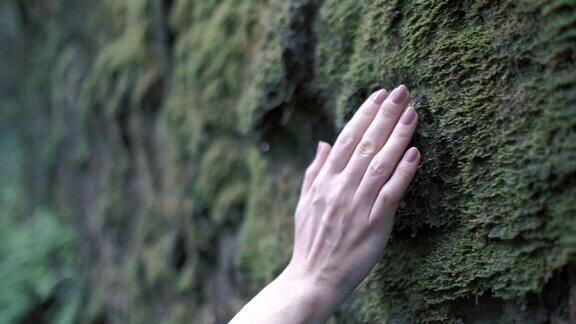 一个女人的手轻轻地触摸着森林里一堵长满苔藓的墙