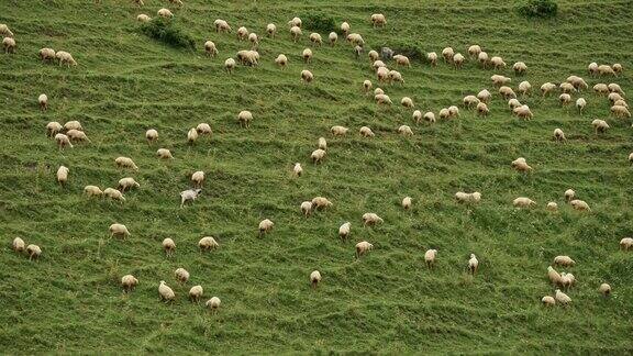 几十只毛茸茸的绵羊在草地上吃草四处走动吃着绿色的草