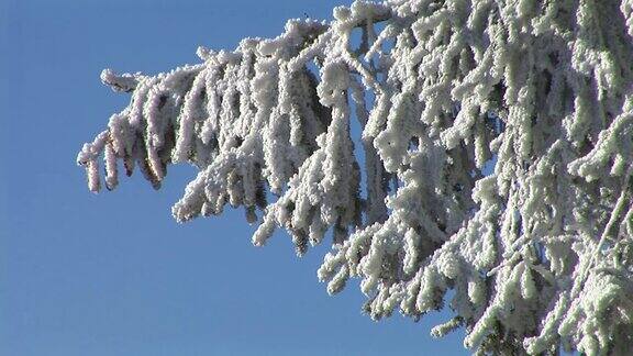 树枝被雪覆盖