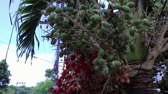泰国苏梅岛的槟榔树红色果实