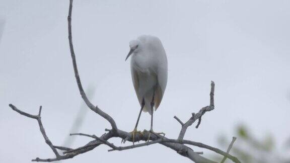小白鹭站在干树枝上一只白色的鸟栖息在光秃秃的树上