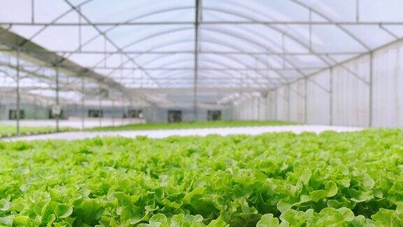 4k慢手持式温室蔬菜生长在水培农场新鲜和绿色健康的食物