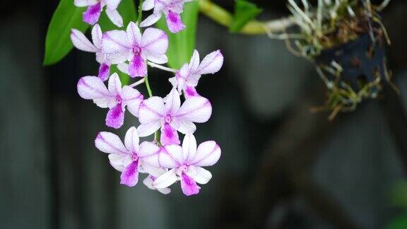 兰花是一种开花植物常以色彩鲜艳、芳香四溢的花朵著称俗称兰花科