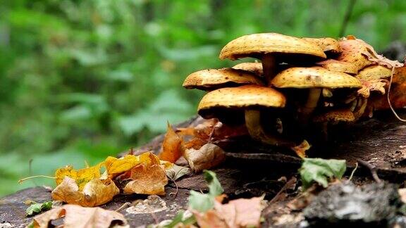 森林蘑菇滑笋