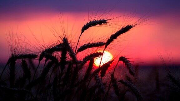 夕阳下的麦穗剪影