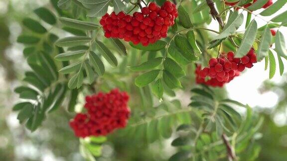 树枝上模糊的花楸丛成熟的红色浆果树上的野浆果