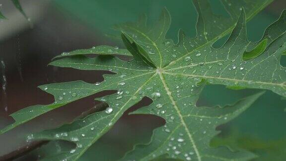 雨滴落在绿色的木瓜叶子上
