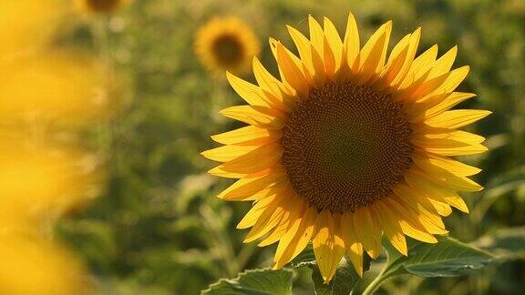 阳光明媚的夏日午后农田里常见的向日葵作物太阳花