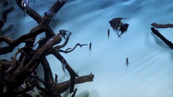 神仙鱼在有树枝的水族箱里畅游